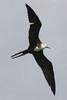 Magnificent Frigatebird (Fregata magnificens) - Guadeloupe