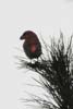 Parrot Crossbill (Loxia pytyopsittacus) - France