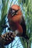 Red Crossbill (Loxia curvirostra) - France