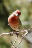 House Finch (Haemorhous mexicanus) - United States