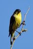 Lesser Goldfinch (Spinus psaltria) - United States