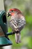 House Finch (Haemorhous mexicanus) - United States