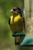 Lesser Goldfinch (Spinus psaltria) - United States