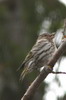 Pine Siskin (Spinus pinus) - Canada