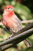 House Finch (Haemorhous mexicanus) - Canada