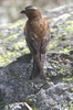 Grey-crowned Rosy-finch (Leucosticte tephrocotis) - Canada