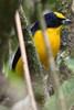 Thick-billed Euphonia (Euphonia laniirostris) - Panama