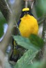 Thick-billed Euphonia (Euphonia laniirostris) - Panama