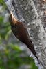 Ivory-billed Woodcreeper (Xiphorhynchus flavigaster) - Mexico