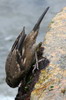 Surf Cinclodes (Cinclodes taczanowskii) - Peru