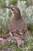 Scaly-throated Earthcreeper (Upucerthia dumetaria) - Chile