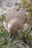 Scaly-throated Earthcreeper (Upucerthia dumetaria) - Chile