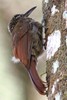 Little Long-tailed Woodcreeper (Deconychura typica) - Panama