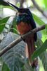 Rufous-tailed Jacamar (Galbula ruficauda) - Costa-Rica