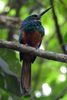 Rufous-tailed Jacamar (Galbula ruficauda) - Costa-Rica