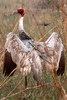 Sarus Crane (Antigone antigone) - India