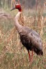 Sarus Crane (Antigone antigone) - India