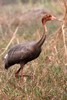 Sarus Crane (Antigone antigone) - India