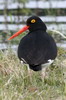 Magellanic Oystercatcher (Haematopus leucopodus) - Chile