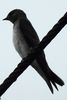Grey-breasted Martin (Progne chalybea) - Costa-Rica