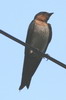 House Swallow (Hirundo javanica) - Indonesia