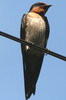 House Swallow (Hirundo javanica) - Indonesia