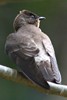 Southern Rough-winged Swallow (Stelgidopteryx ruficollis) - Panama