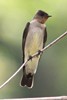 Southern Rough-winged Swallow (Stelgidopteryx ruficollis) - Panama