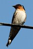 House Swallow (Hirundo javanica) - Malaysia