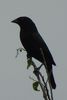 Bronzed Cowbird (Molothrus aeneus) - United States