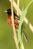 Orchard Oriole (Icterus spurius) - United States