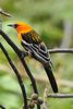 Streak-backed Oriole (Icterus pustulatus) - Mexico