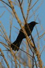 Cuban Blackbird (Ptiloxena atroviolacea) - Cuba