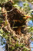 Russet-backed Oropendola (Psarocolius angustifrons) - Peru