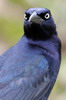 Great-tailed Grackle (Quiscalus mexicanus) - Mexico