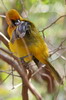 Hooded Oriole (Icterus cucullatus) - Mexico