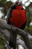 Long-tailed Meadowlark (Leistes loyca) - Chile