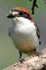Woodchat Shrike (Lanius senator) - France