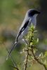 Loggerhead Shrike (Lanius ludovicianus) - Mexico