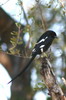 Magpie Shrike (Urolestes melanoleucus) - Botswana