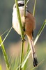 Long-tailed Shrike (Lanius schach) - India