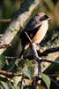 Long-tailed Shrike (Lanius schach) - Malaysia