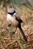 Bay-backed Shrike (Lanius vittatus) - India