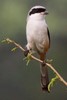 Long-tailed Shrike (Lanius schach) - India