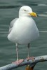 European Herring Gull (Larus argentatus) - Ireland