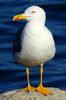 Yellow-legged Gull (Larus michahellis) - France
