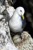 Black-legged Kittiwake (Rissa tridactyla) - United Kingdom