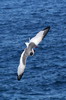 Swallow-tailed Gull (Creagrus furcatus) - Galapagos Islands