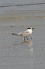 Sandwich Tern (Thalasseus sandvicensis) - France