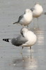 Mew Gull (Larus canus) - France